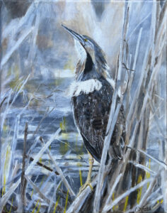 American Bittern