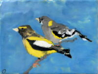 Pairs of Birds: Evening Grosbeak Pair