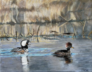 Hooded Merganser Pair