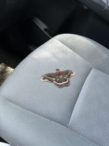 Cecropia Moth on car seat