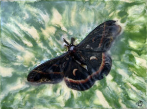 One Fine Day (Cecropia Moth), one of two recent paintings