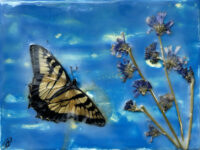 Swallowtail and Chicory, 6x8, $125 Swallowtail and Chicory, 6x8, $125
