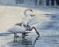 Trumpeter Swan Family, 11x14, $450 Trumpeter Swan Family, 11x14, $450