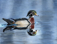 Wood Duck Drake, 11x14, $450 Wood Duck Drake, 11x14, $450